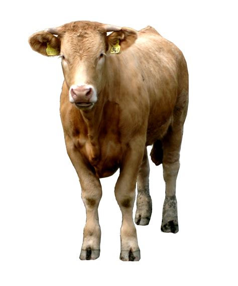 Vaca Imagen Png Vacas Gratis Png Imagen Descargar