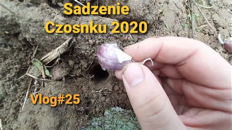 Sadzenie Czosnku Zimowego Eksperyment Vlog25 YouTube