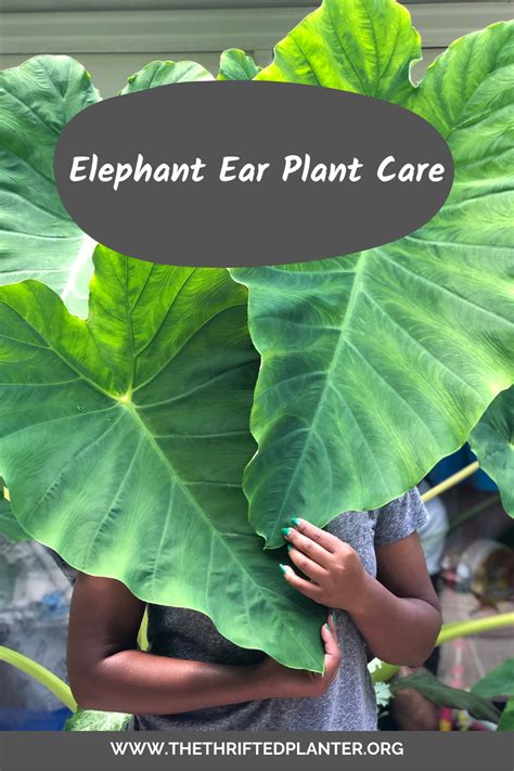 Elephant Ear Plant The Ultimate Guide To Taking Care Of It Artofit