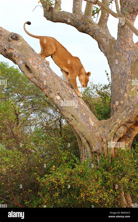 Tree Climbing Lion Panthera Leo Ishasha Queen Elizabeth National Park