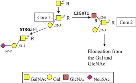 Simplified Pathway Of The Initial Stages Of Mucin Type O Linked Download Scientific Diagram