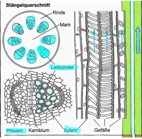 Nutzpflanzen Physiologie Flashcards Quizlet