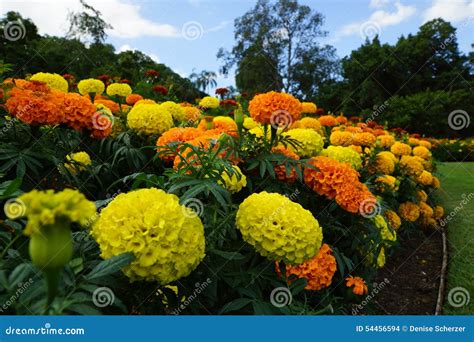 Red Gold Marigold Flower Garden Bed Stock Photo Image Of Flowers