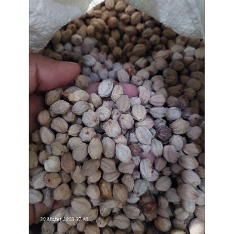 Jual Biji Pohon Mindi 1 Kg Shopee Indonesia