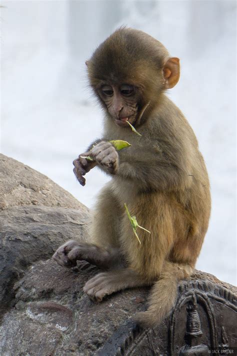 Swayambhunath Kid Monkey | Kathmandu, Nepal | Mountain Photography by Jack Brauer