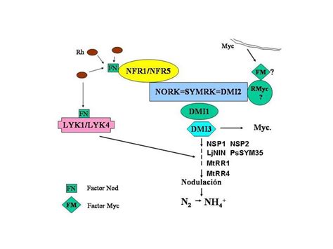 Fijación Biológica de Nitrógeno Biologic Nitrogen Fixation FBN