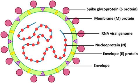 Frontiers The Antiviral Activity Of Bacterial Fungal And Algal