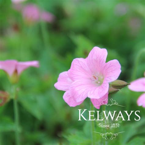 Geranium X Oxonianum Wargrave Pink Kelways Plants Ltd