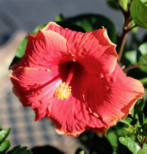 Florez Nursery Hibiscus Rosa Sinensis Nicole Louise