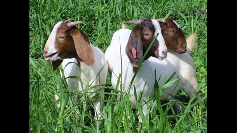 What To Know When Raising Boer Goats How To Raise Goats For Meat