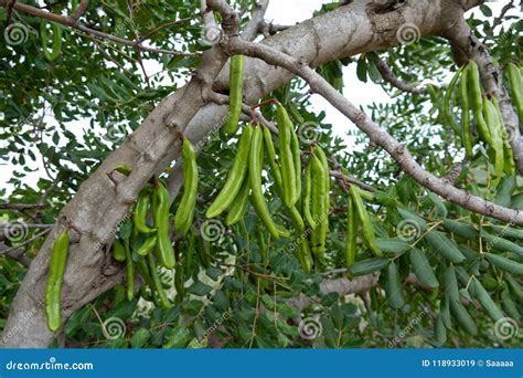 Carob Tree with Carob Beans Stock Image - Image of hanging, large: 118933019