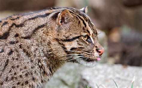 Fishing Cat Hd Wallpaper