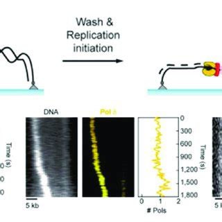 Multicolor Single Molecule Tirf Assays To Visualize Simultaneously Dna