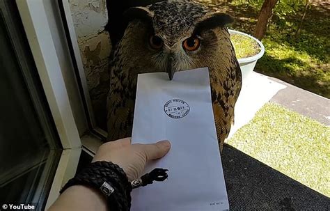 Owl Delivering A Letter Refuses To Let Go Of The Post Owl In This Moment Lettering