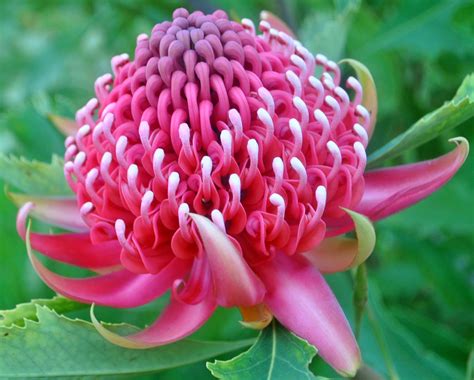 A Passion for Flowers: Spring Beauty: Wonderful Waratah and Beautiful ...