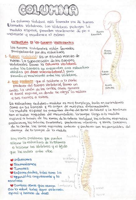 Traumatologia UDocz