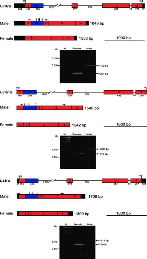 Tra Gene Organization And Sex Specific Transcripts In C Hominivorax Download Scientific