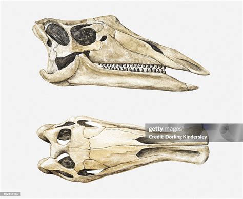 Two Views Of The Skull Of An Ouranosaurus Cretaceous Period High-Res ...