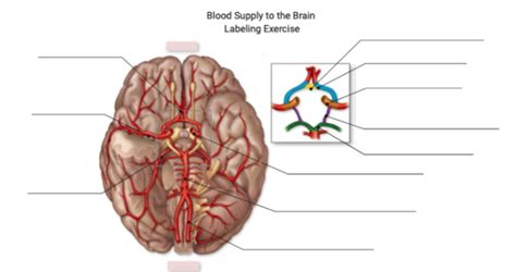 Anatomy Lab Exam Blood Supply To The Brain Diagram Quizlet