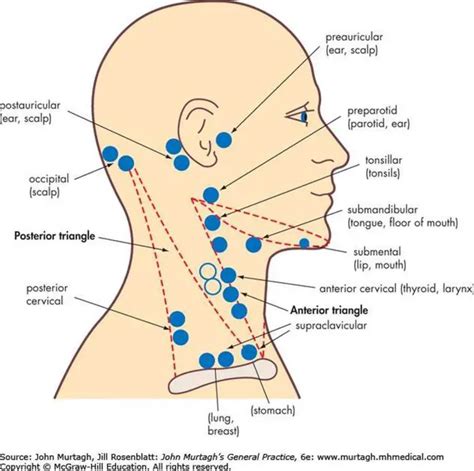 Pictures Of Anterior Cervical Lymph Nodes