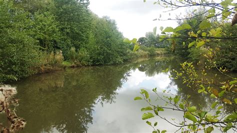 Baden Hall Fishery Mallards