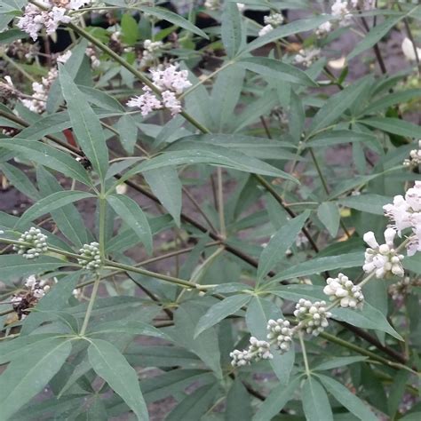 Vitex Agnus Castus Albus Gattilier Floraison Estivale Blanc Pur