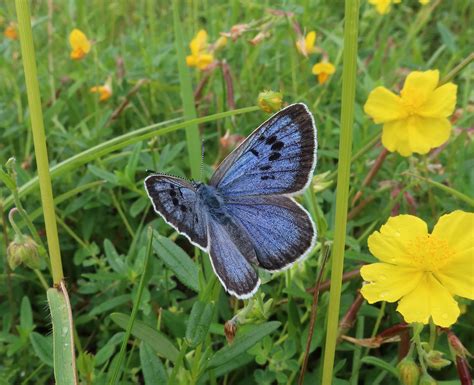 Record numbers of previously extinct Large blue butterflies now breeding in UK - Gardens Illustrated