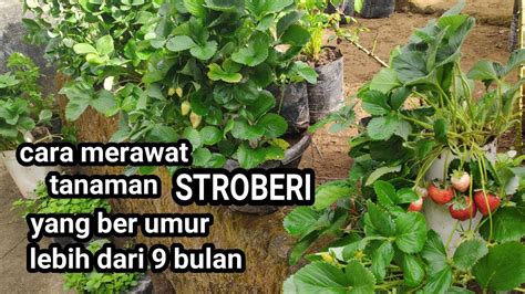 Cara Merawat Tanaman Strawberry Yang Sudah Berumur Di Atas Bulan Agar