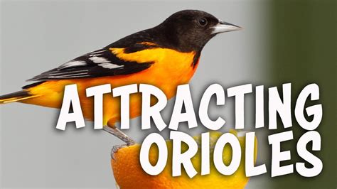 Attracting Baltimore Orioles Youtube