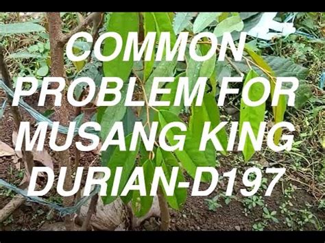 Paano Magapply Ng Fertilizer Sa Durian Yara Fertilizer Youtube