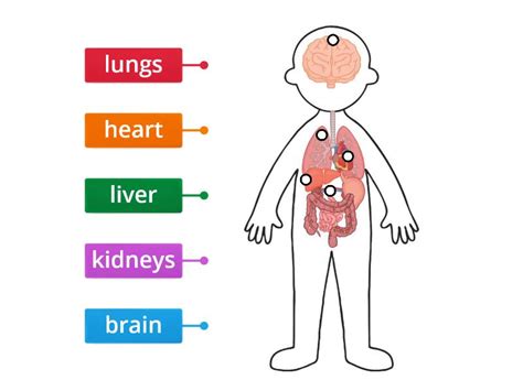 Internal Organs - Labelled diagram