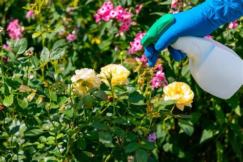 Insect Pests Of Rose Plants Chemical Organic And Natural Control Management