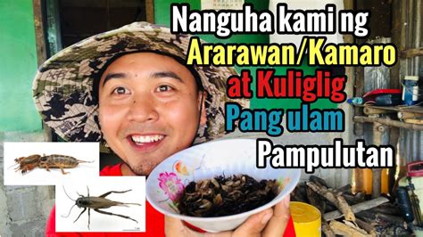 Nanguha Kami Ng Ararawan Kamaro At Kuliglig Masarap Na Ulam At