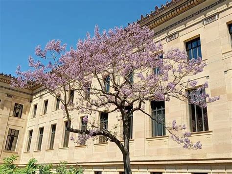 Ornamental Flowering Trees For Usda Zone Landscapes