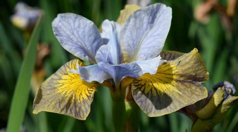 15 Varieties of Siberian Iris for Your Garden