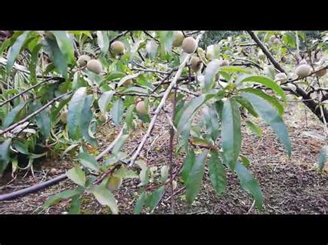 Cuanto Tarda Un Arbol De Aguacate En Dar Fruto Chezlublu