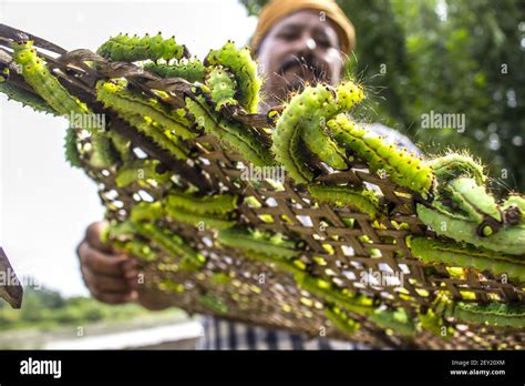 A Farmer Prepares His Muga Silkworms To Be Released On A Som Tree