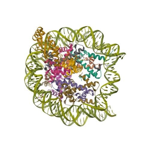 RCSB PDB 8UPF Cryo EM Structure Of The Human Nucleosome Core