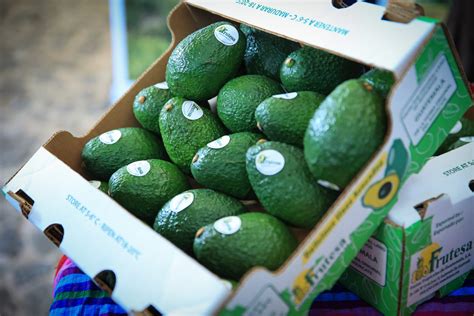 Guatemala Avanza En La Admisibilidad Del Aguacate A Estados Unidos