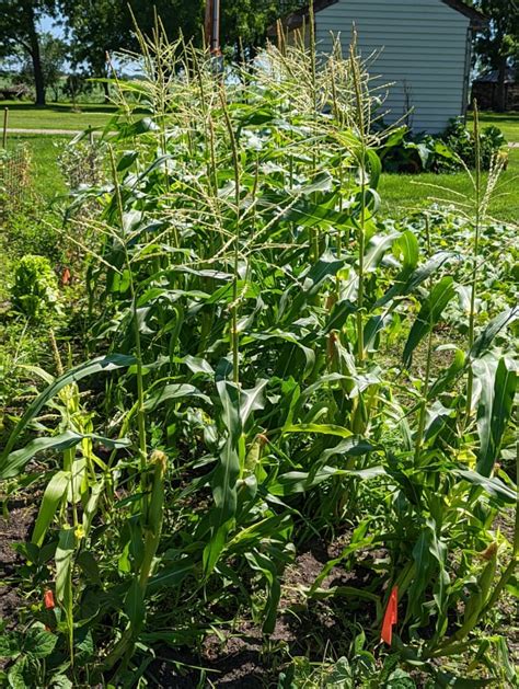 Corn Growing Sweet Corn Hubpages