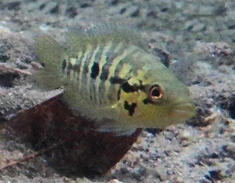 Mayan Cichlid | Mexican Fish.com