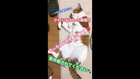 【ショート動画集】【猫事情】ちぃちゃんの可愛く面白い動画をたくさん集めてみました！癒されます！【ちょっと関西弁空想話】 Youtube