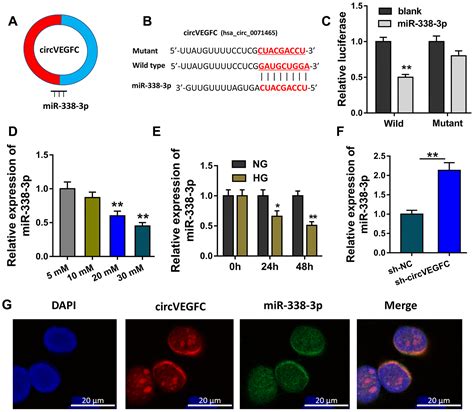 Circular Rna Circvegfc Accelerates High Glucose Induced Vascular