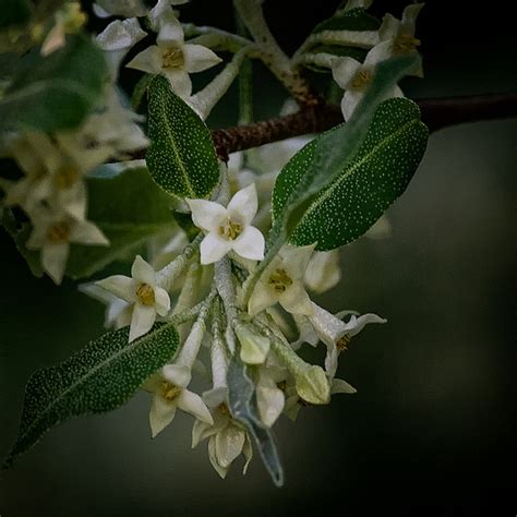 Elaeagnus umbellata (Autumnberry, Autumn Elaeagnus, Autumn Olive ...