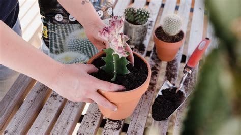 Los Momentos Perfectos Para Trasplantar Cactus Y Suculentas El