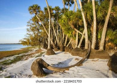 Sable Palm Trees Along Shoreline Harney Stock Photo