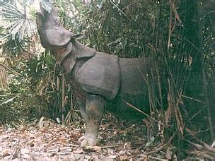 Badak Jawa Rhinoceros Sondaicus Fauna Nusantara