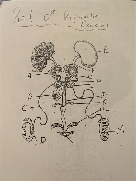 Rat Male Reproductive Diagram Quizlet