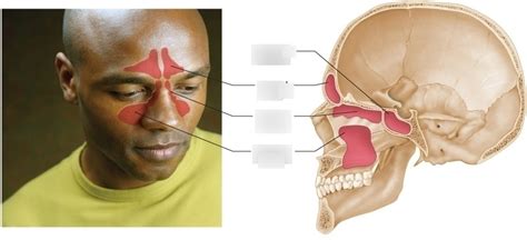 Sinuses Diagram | Quizlet