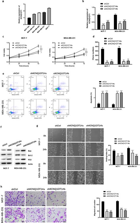 Effects Of KCNQ1OT1 Knockdown On The Proliferation Migration And